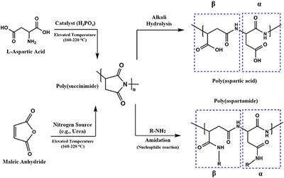 Frontiers | Hydrogels Based on Poly(aspartic acid): Synthesis and